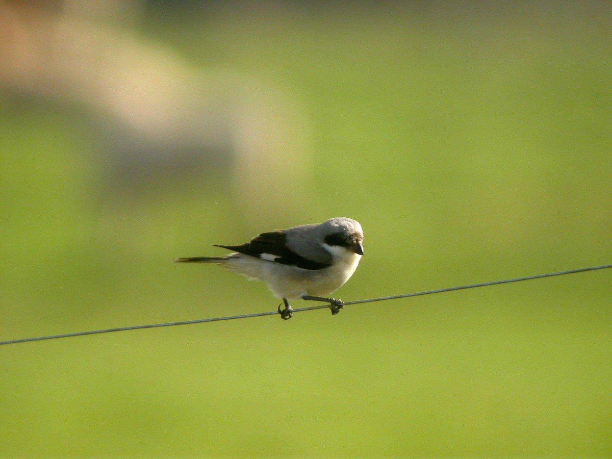 Lesser Gray Shrike - ML610398753