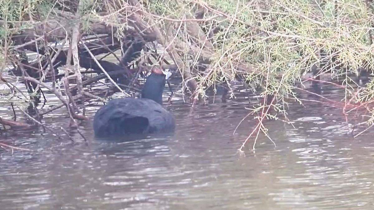 Red-knobbed Coot - Sam  O'Donnell