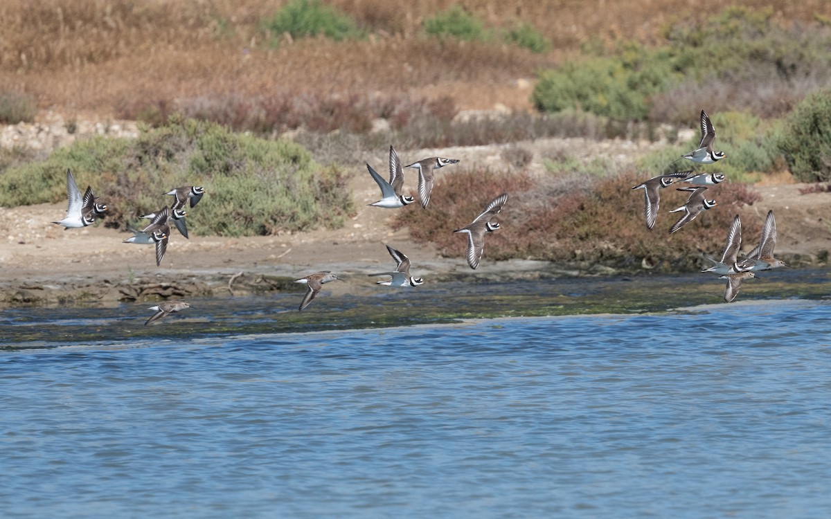 Common Ringed Plover - ML610398768