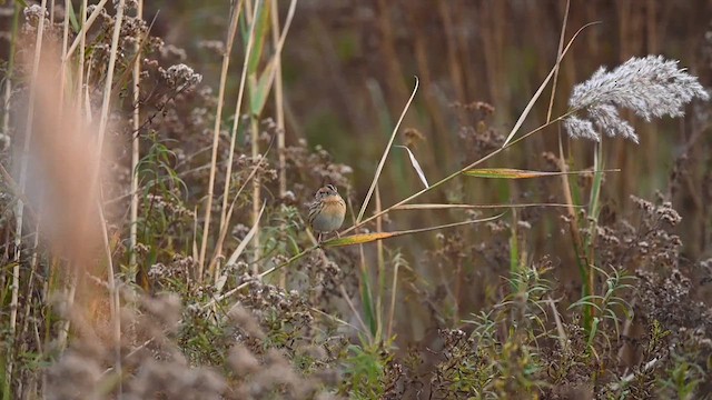 LeConte's Sparrow - ML610398864