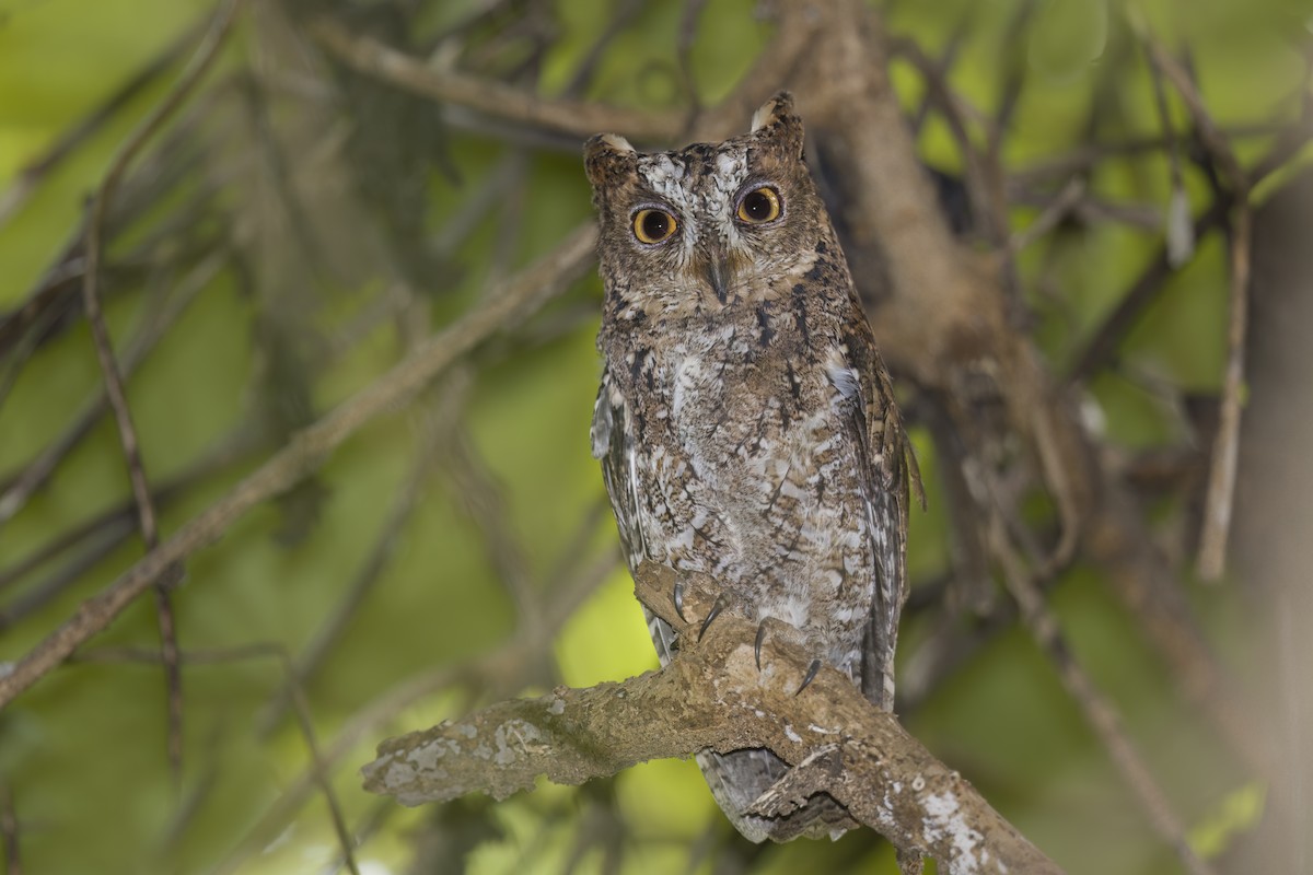 Sulawesi Scops-Owl - ML610398917