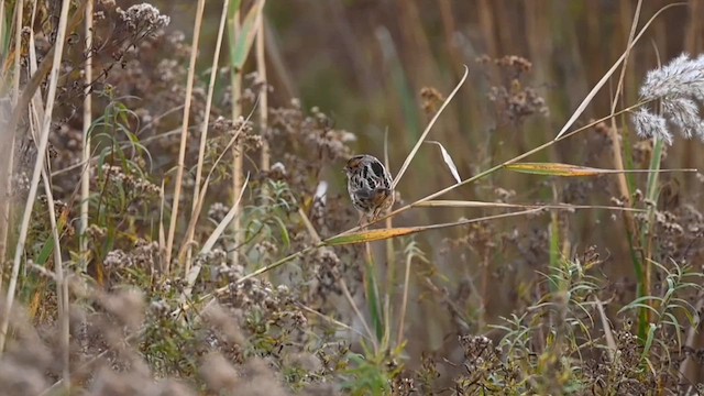 LeConte's Sparrow - ML610398950