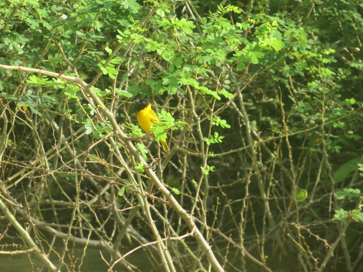 Black-headed Weaver - Ragupathy Kannan