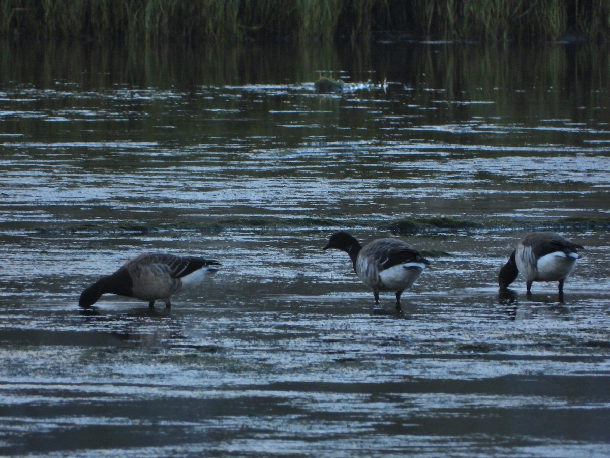Brant (Pale-bellied) - Ignacio Aparicio