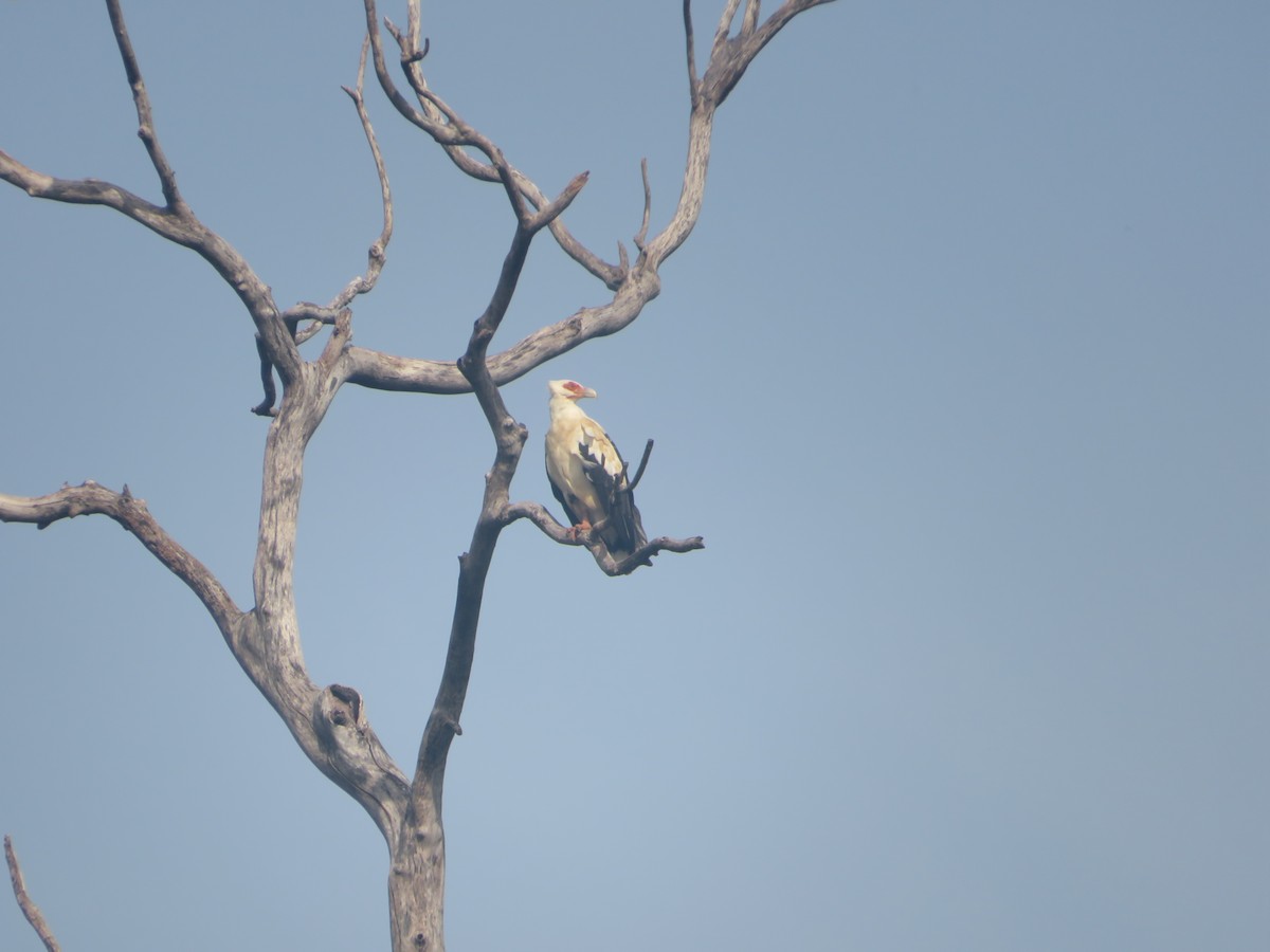 Palm-nut Vulture - ML610399090