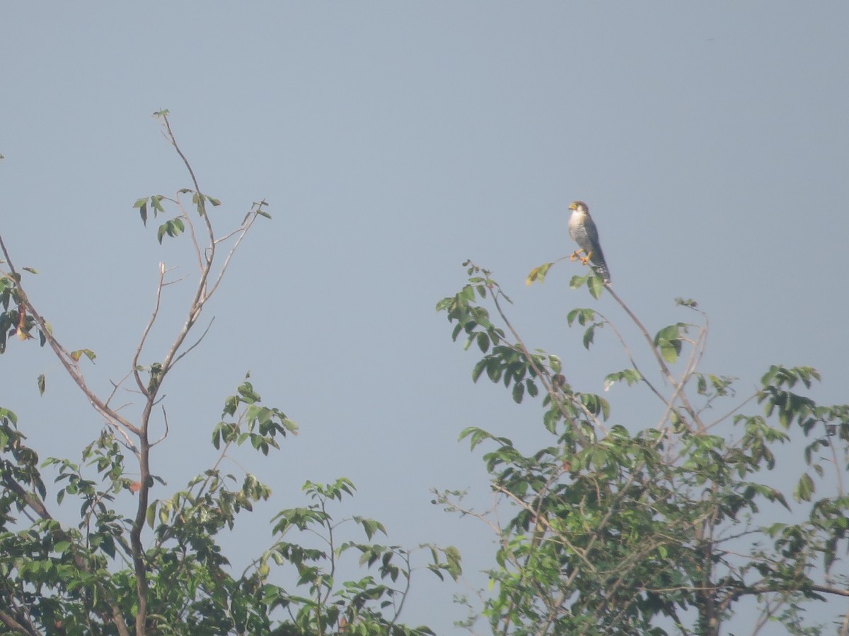 Red-necked Falcon - Ragupathy Kannan