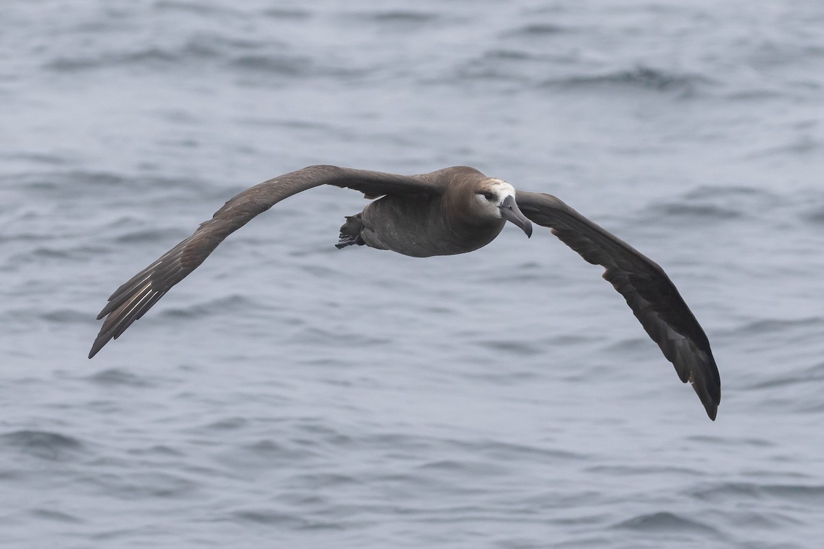 Black-footed Albatross - ML610399135