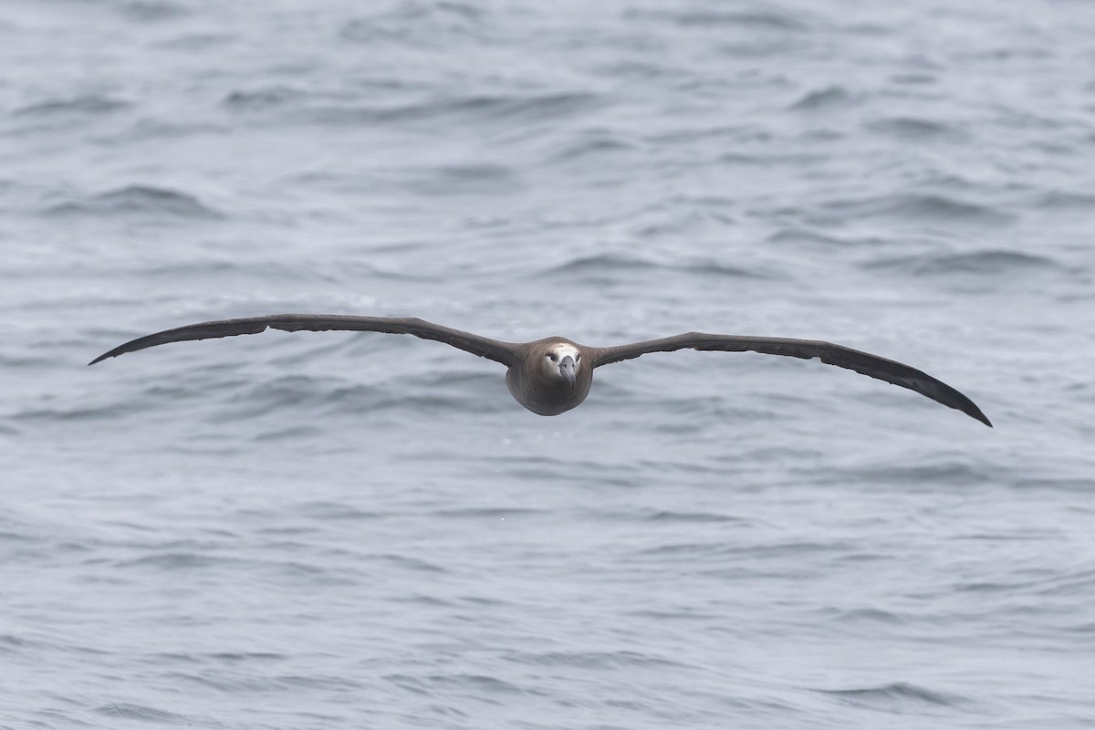 Black-footed Albatross - ML610399136