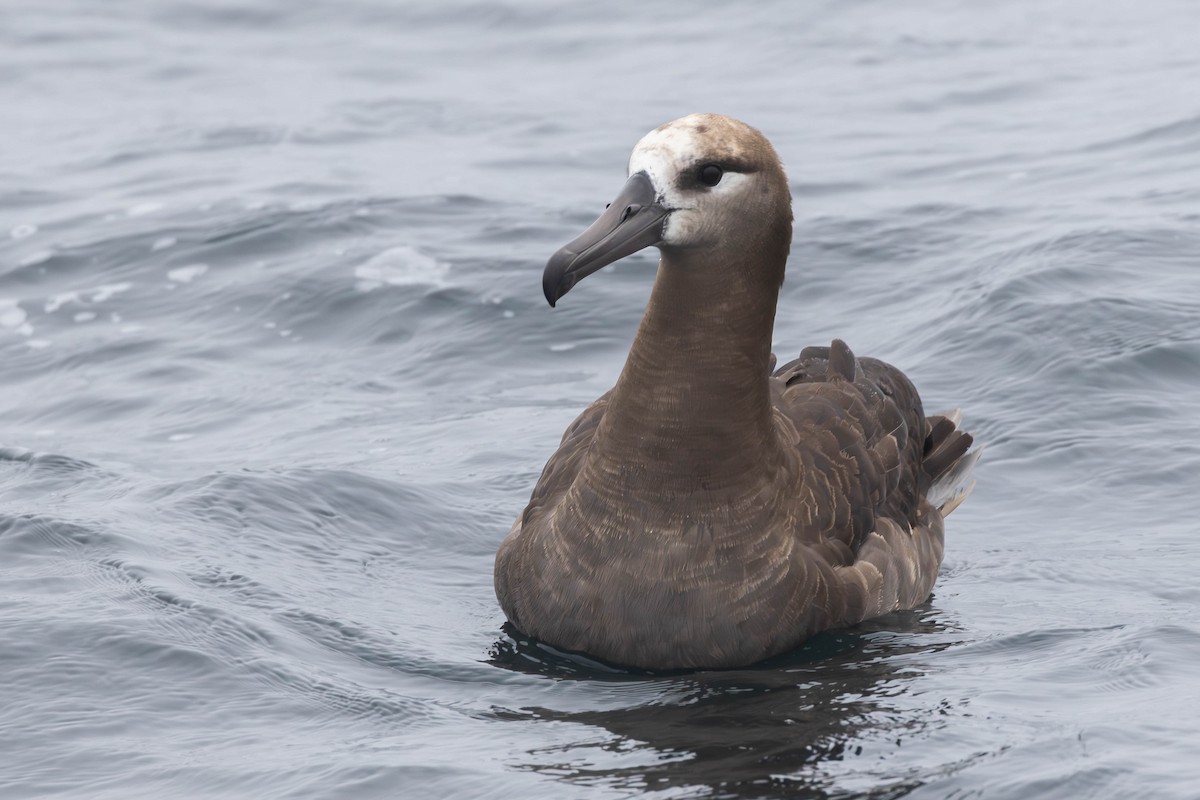 Black-footed Albatross - ML610399140