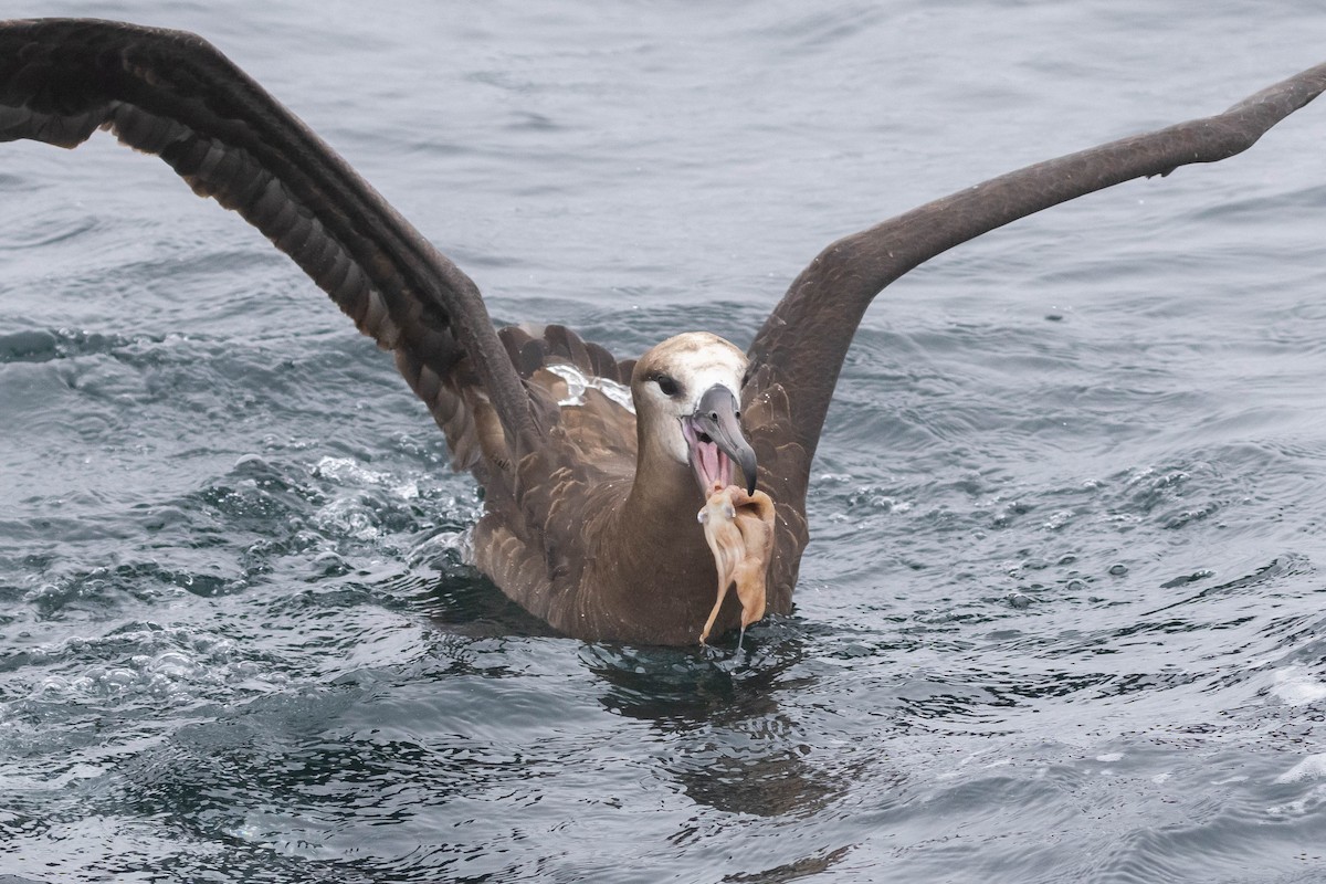 Black-footed Albatross - ML610399157