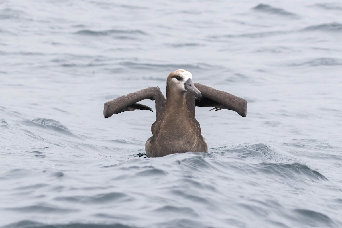 Black-footed Albatross - ML610399158