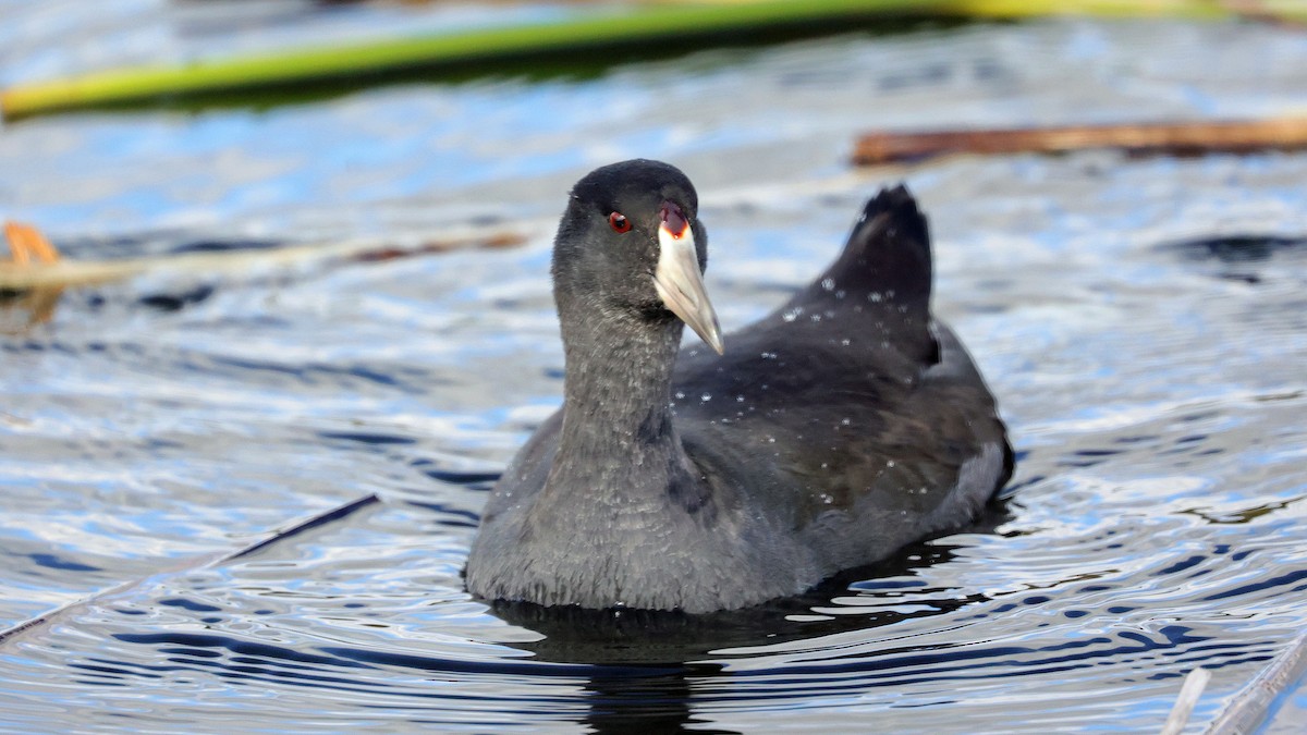 American Coot (Red-shielded) - ML610399215