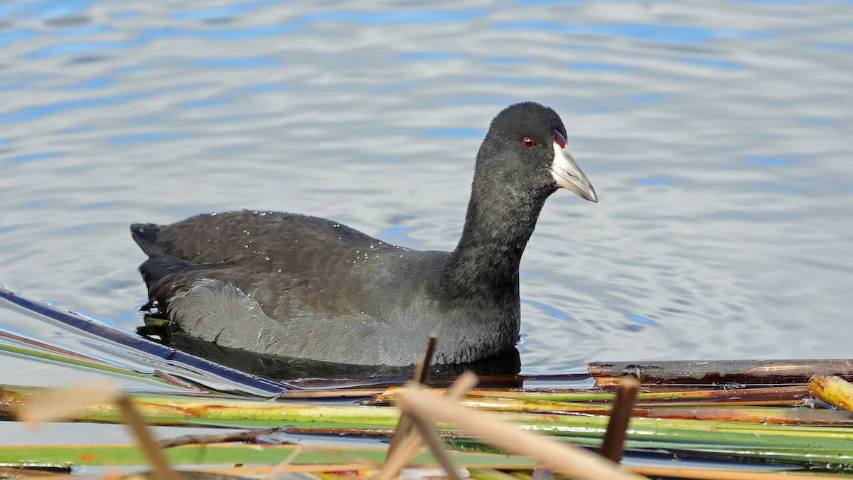 Foulque d'Amérique (forme à cachet rouge) - ML610399216