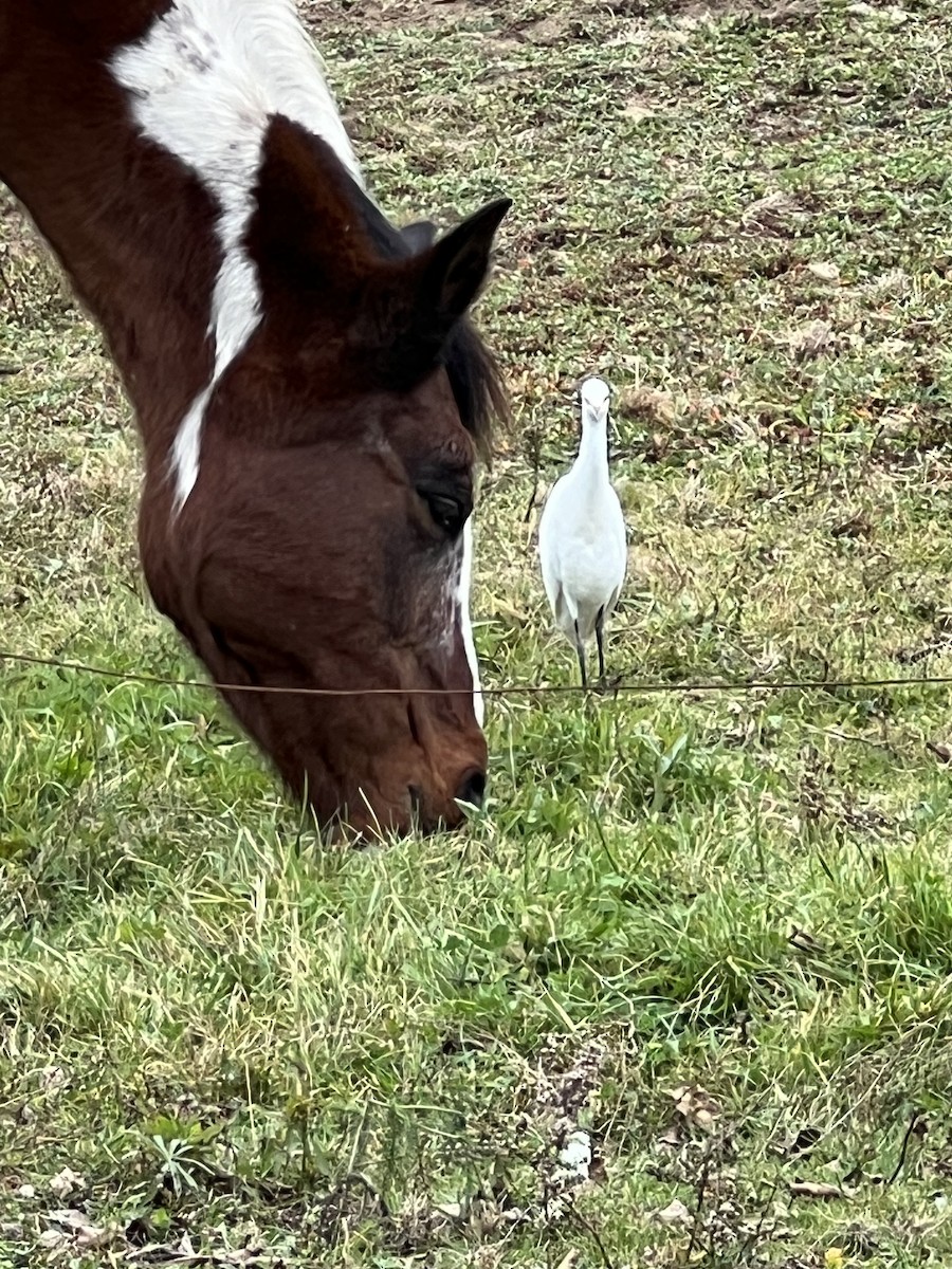 Western Cattle Egret - ML610399245