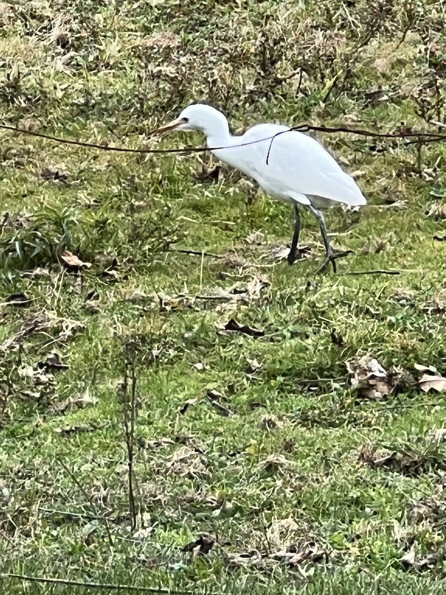 Western Cattle Egret - Harold Brewer