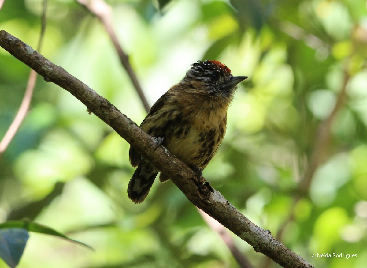 Mottled Piculet - Neida Rodrigues Vieira