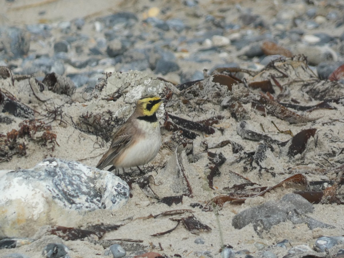 Horned Lark - ML610399475