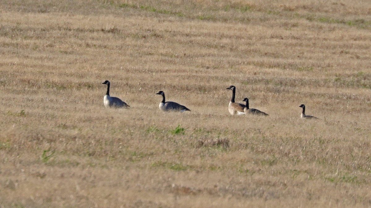 Canada Goose - ML610399522