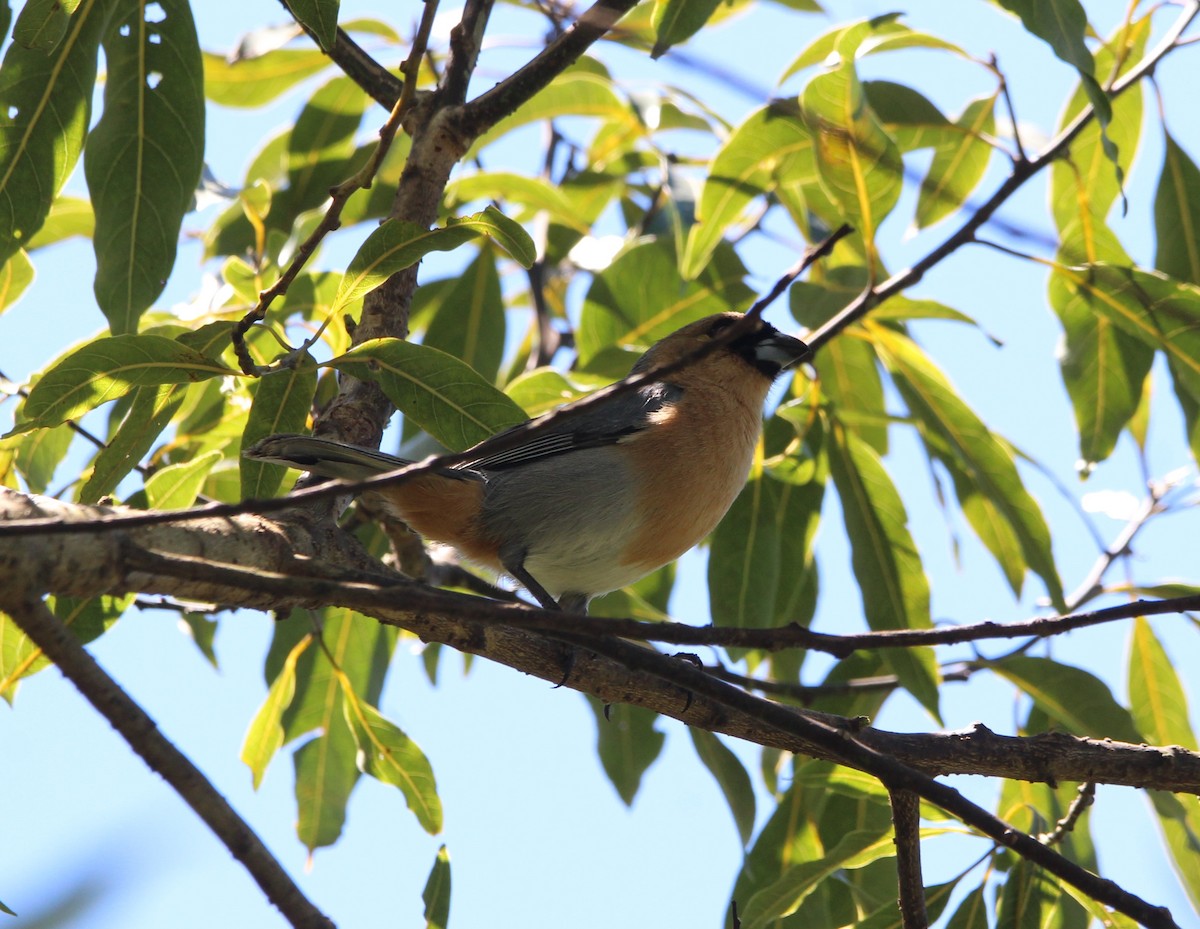 Cinnamon Tanager - ML610399539