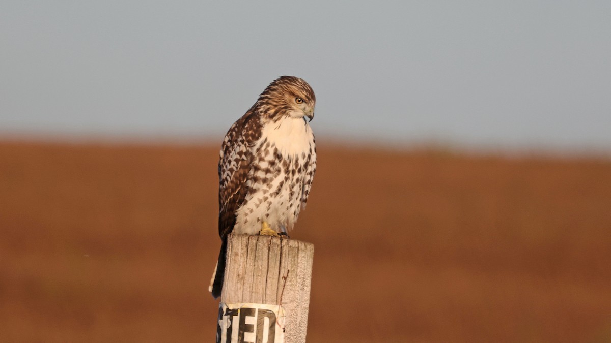 Red-tailed Hawk - ML610399547