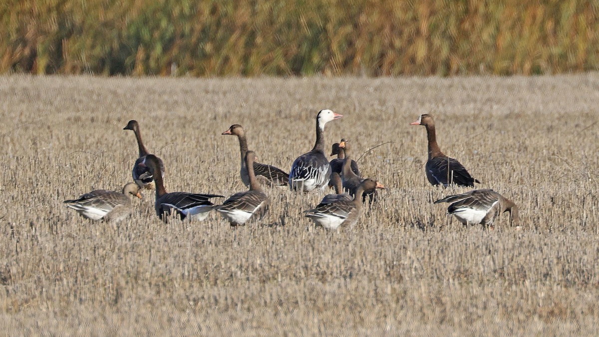 Greater White-fronted Goose - ML610399748