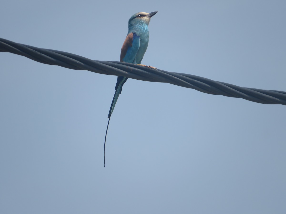 Abyssinian Roller - ML610399793