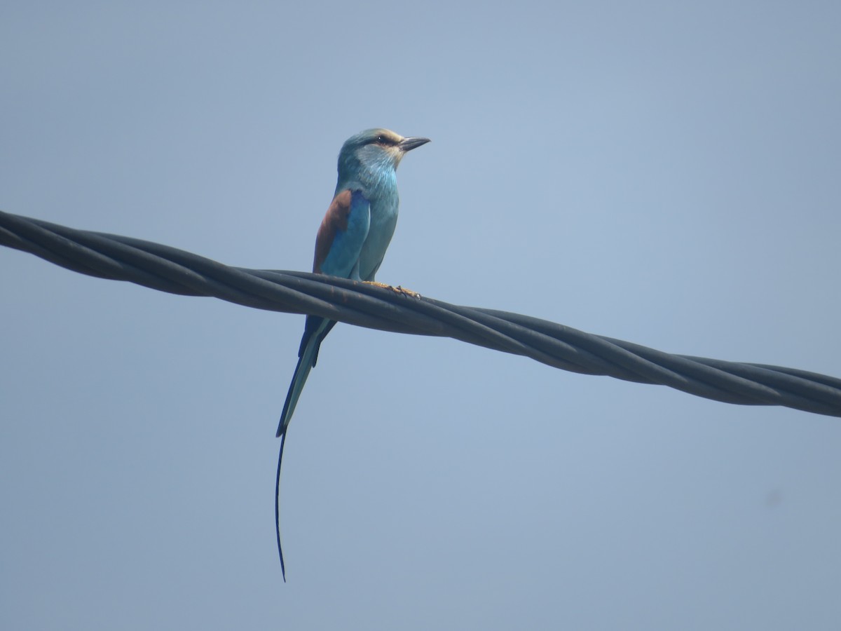 Abyssinian Roller - ML610399821