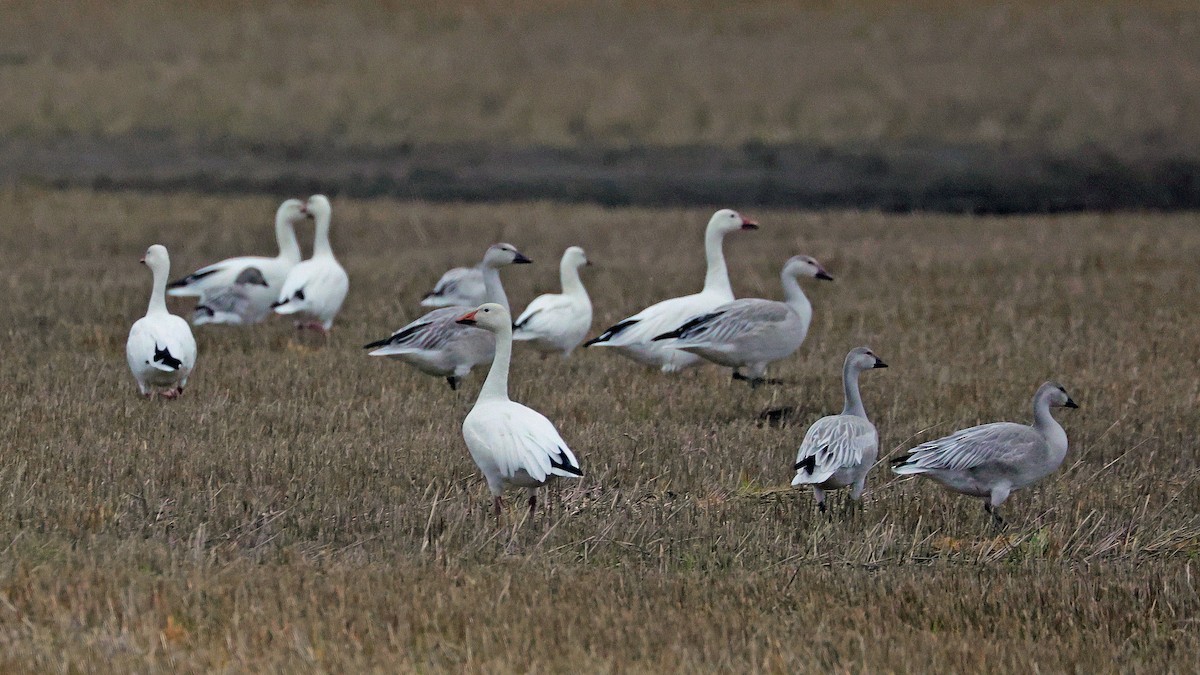 Snow Goose - ML610399823