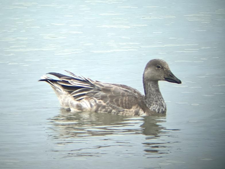Snow Goose - ML610399936