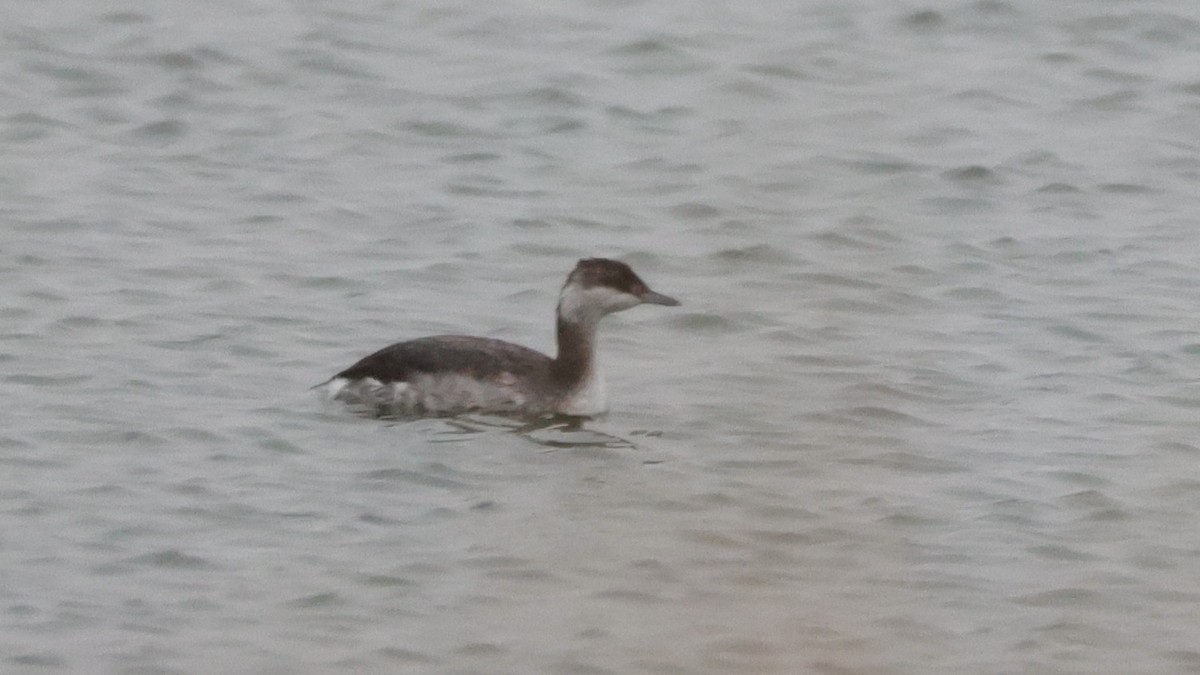 Horned Grebe - ML610399949