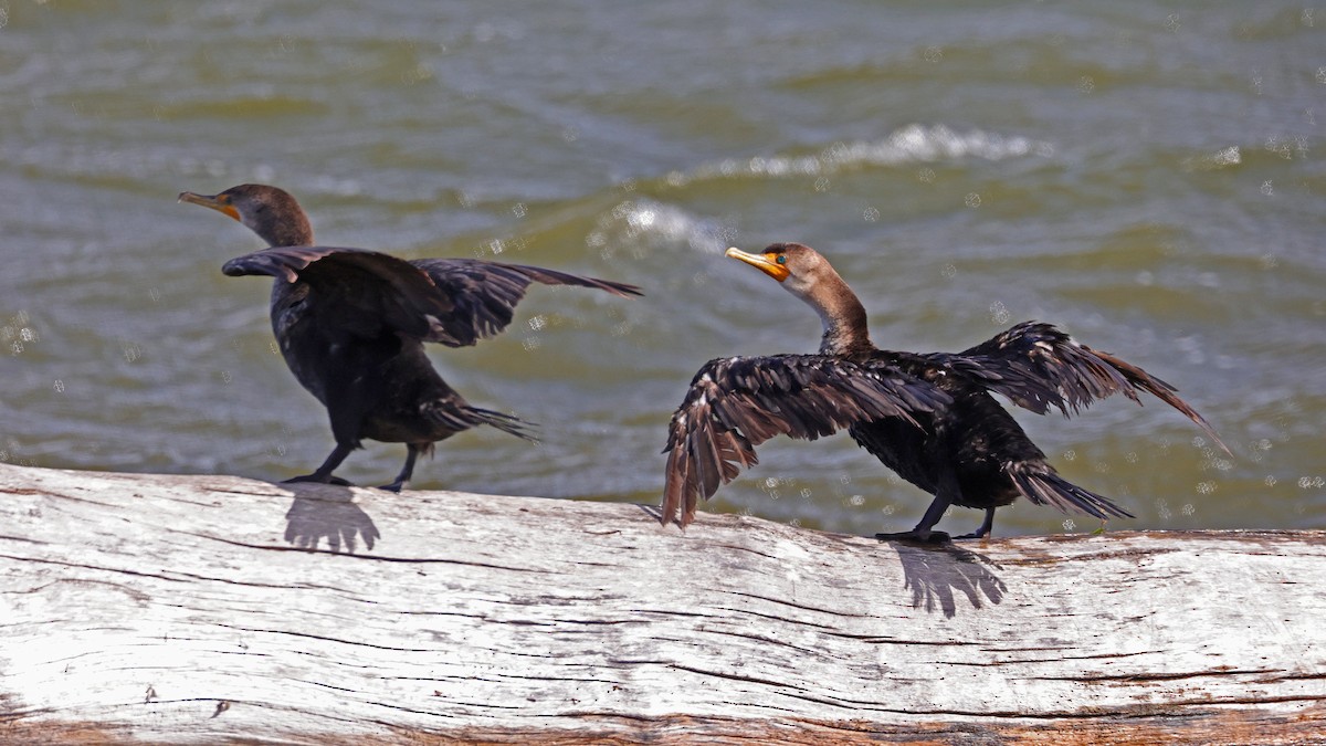 Double-crested Cormorant - ML610399976