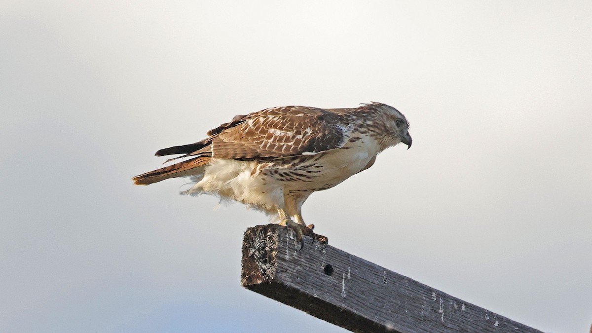 Red-tailed Hawk - ML610399981