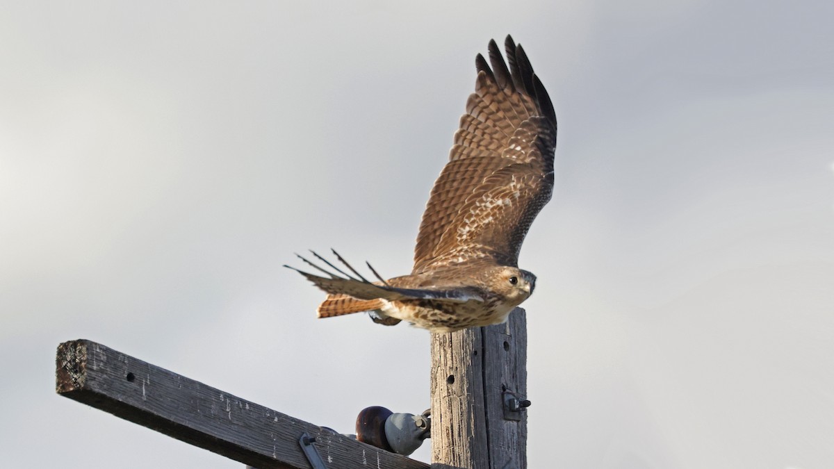 Red-tailed Hawk - ML610399985