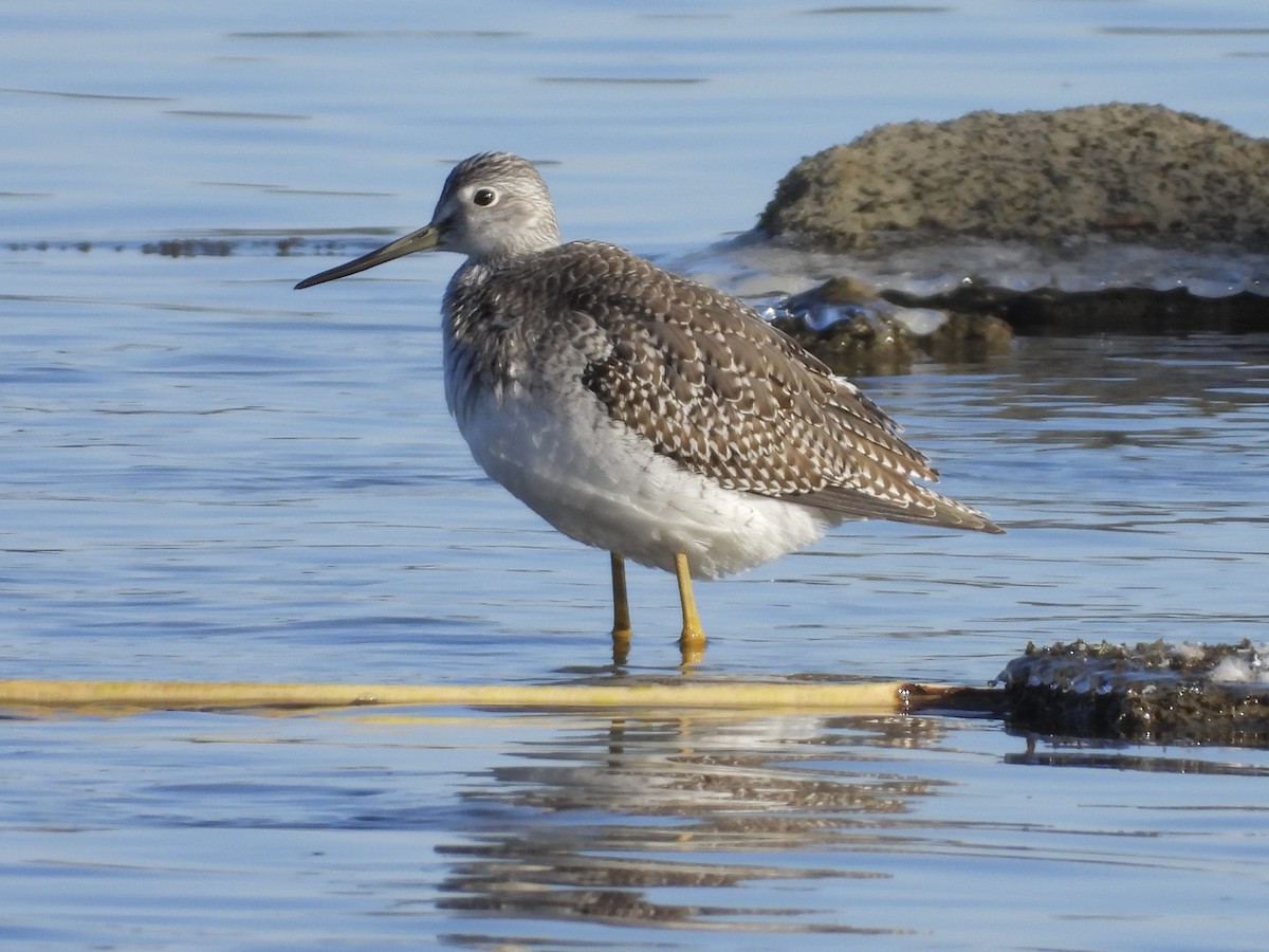 Greater Yellowlegs - ML610399986