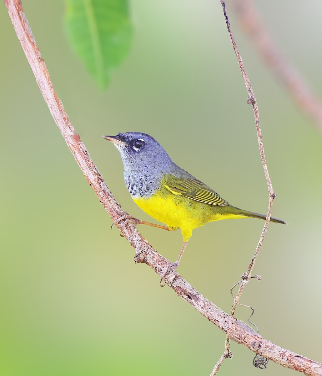 MacGillivray's Warbler - ML610400043