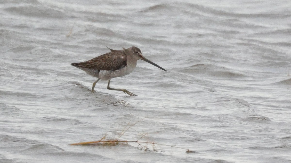 Long-billed Dowitcher - ML610400190