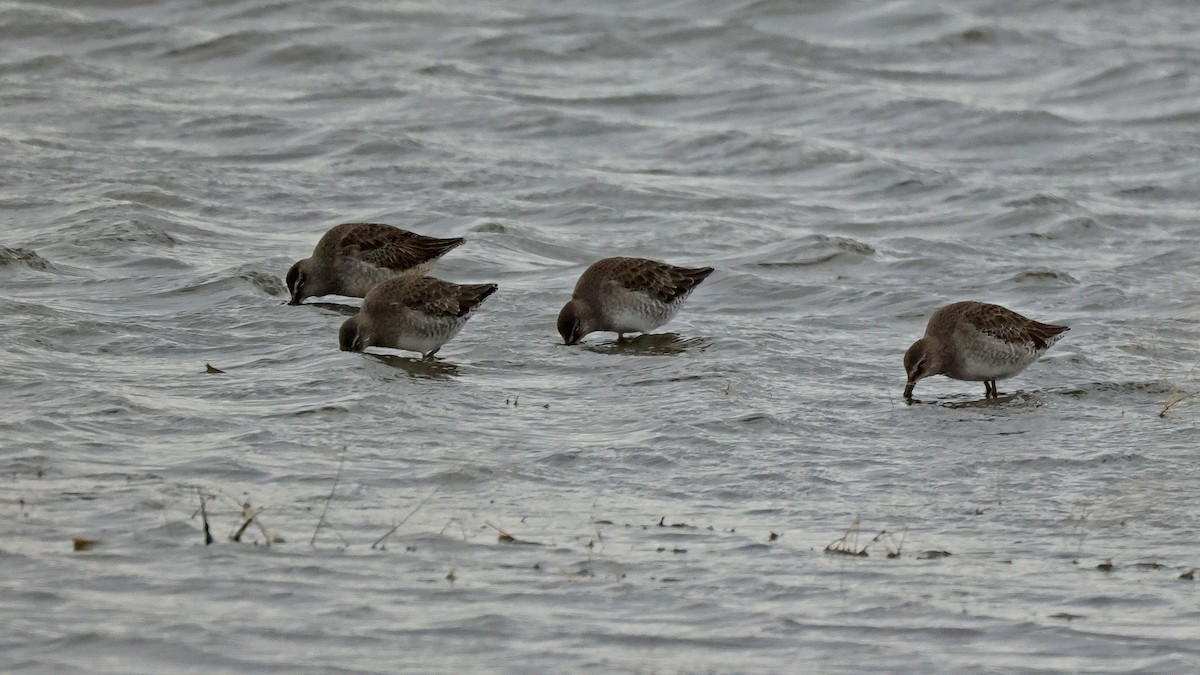 Long-billed Dowitcher - ML610400192