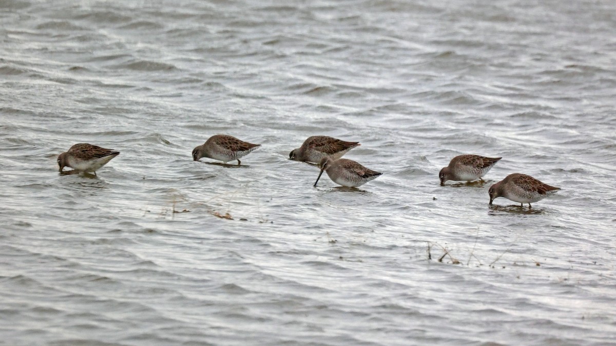 Long-billed Dowitcher - ML610400193