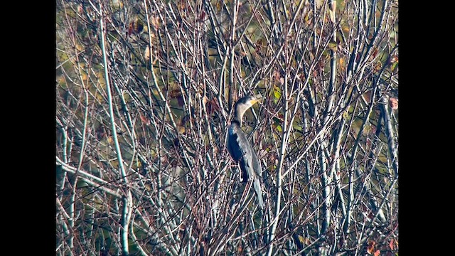 Neotropic Cormorant - ML610400239