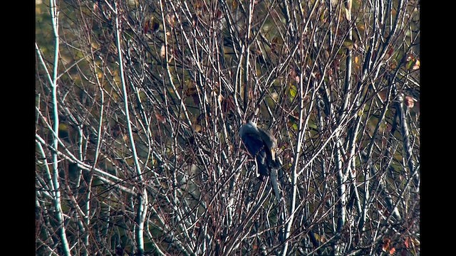 Neotropic Cormorant - ML610400240