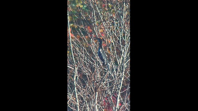 Neotropic Cormorant - ML610400241