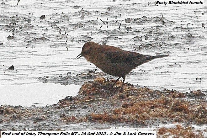 Rusty Blackbird - Jim Greaves