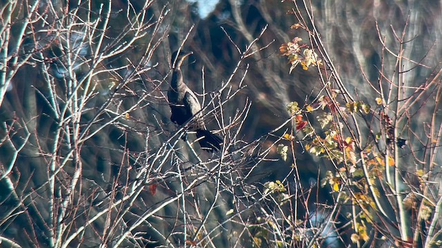 Double-crested Cormorant - ML610400271