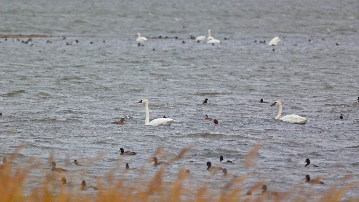 Tundra Swan - ML610400327