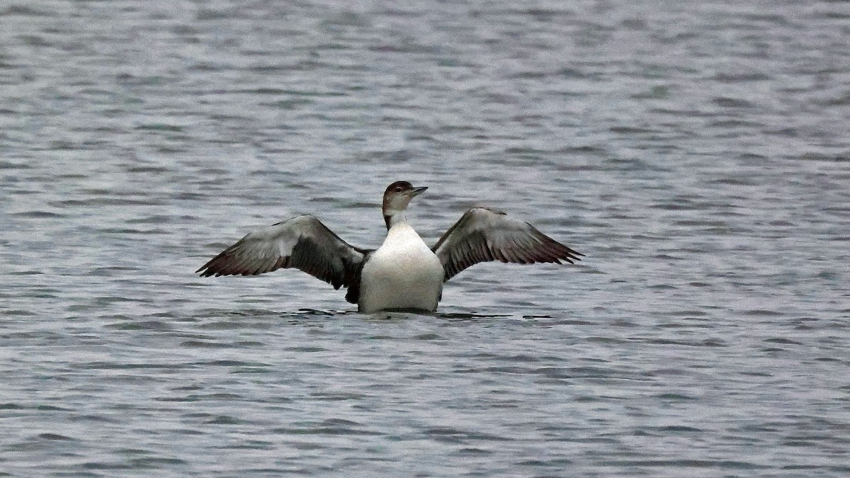Common Loon - Curtis McCamy
