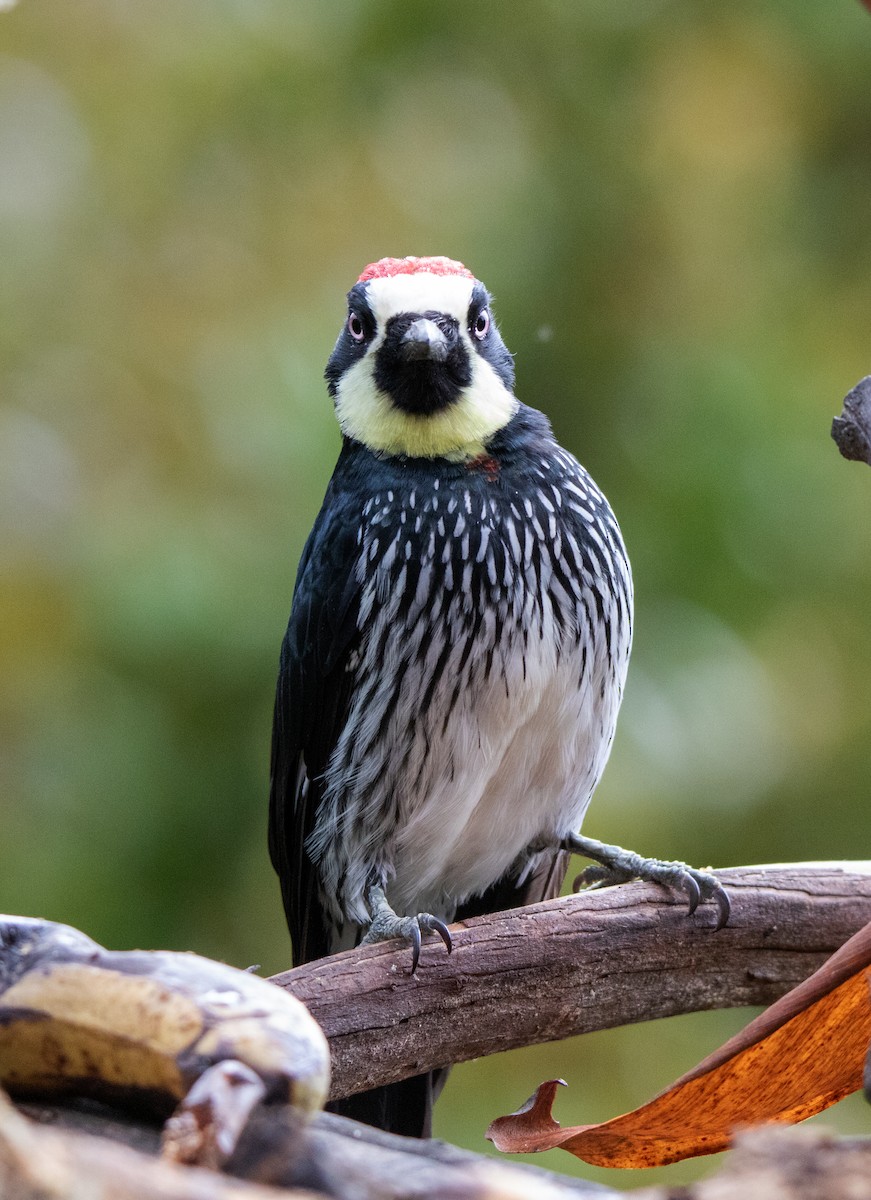 Acorn Woodpecker - ML610400424