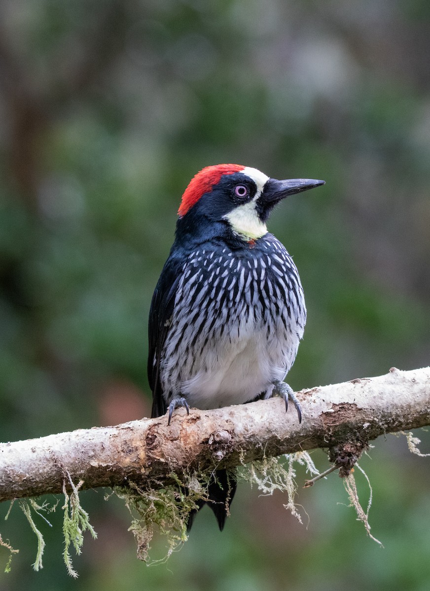 Acorn Woodpecker - ML610400425