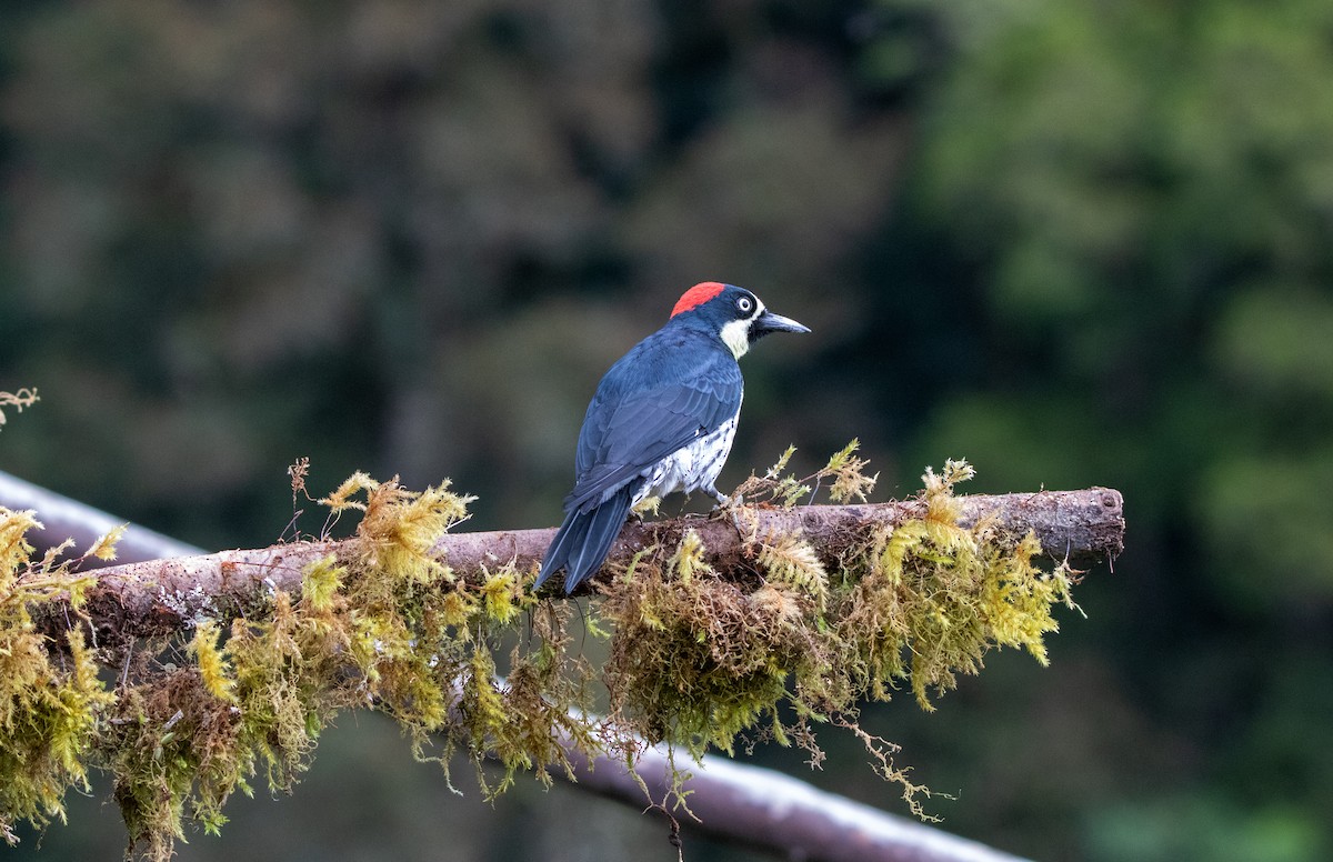 Acorn Woodpecker - ML610400427