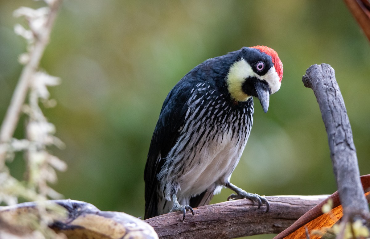 Acorn Woodpecker - ML610400429