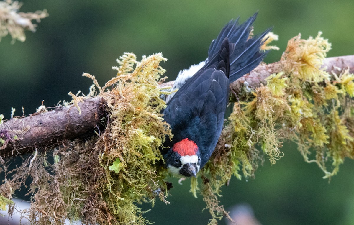 Acorn Woodpecker - ML610400431